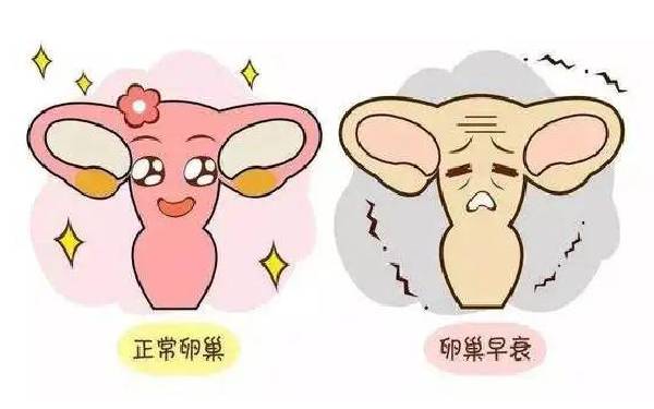 哪些方法可以调理卵巢早衰？多久可以恢复生育？
